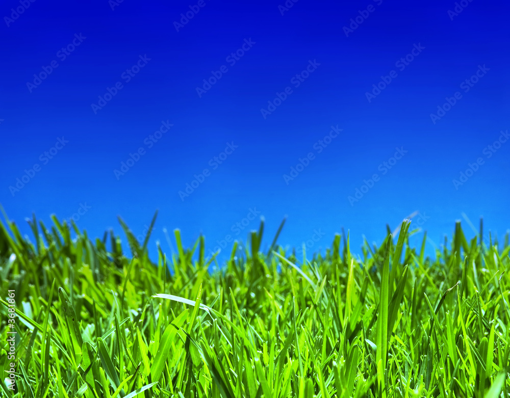 Obraz premium Grass and cloudless summer sky