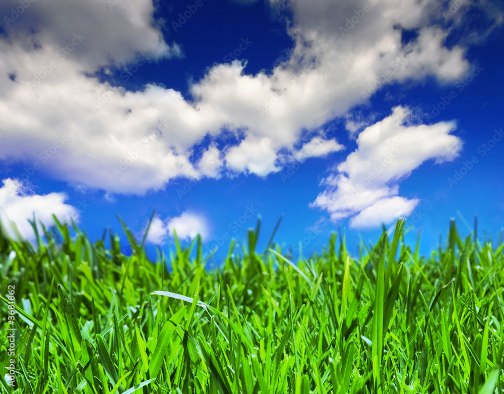 Grass and cloudy summer sky Grass and cloudy summer sky