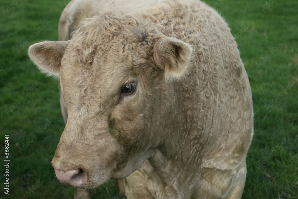 white brown cow waiting for more grass