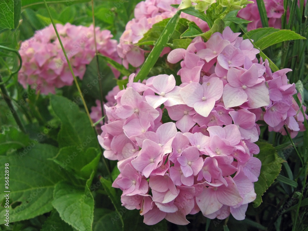 pink flowers