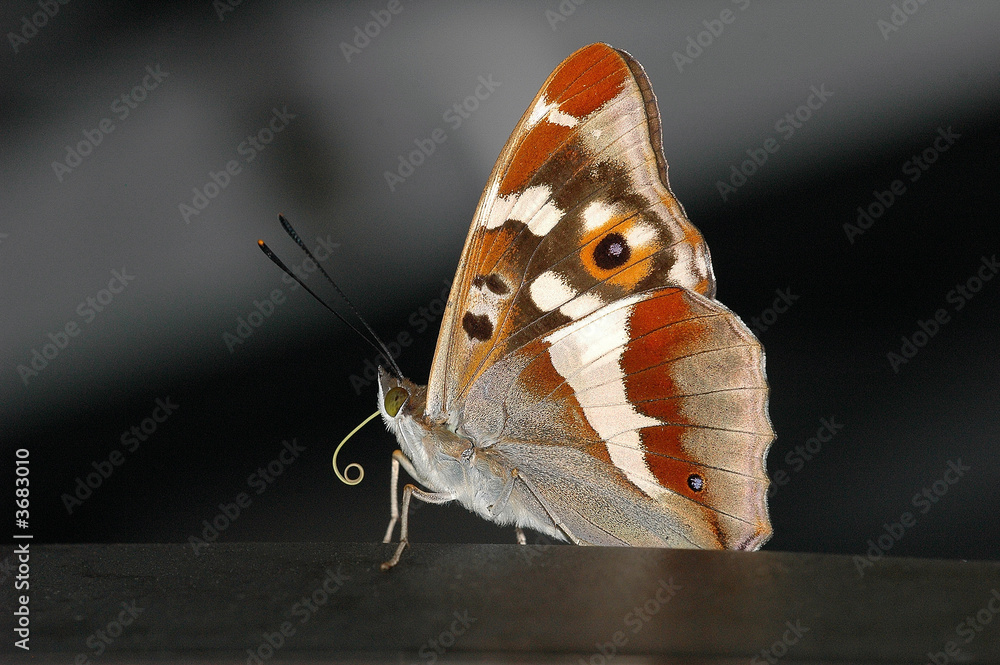 Fototapeta premium PAPILLONS