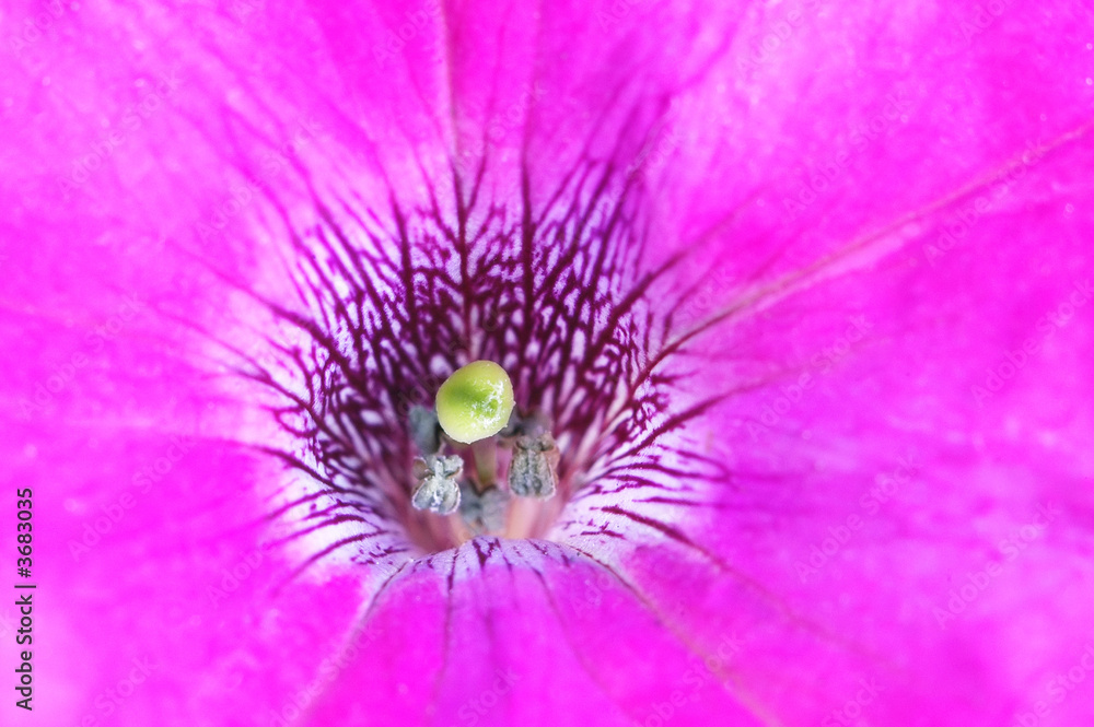 Obraz premium beautiful big purple flower close up