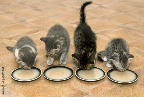 Four small kittens eat a milk porridge