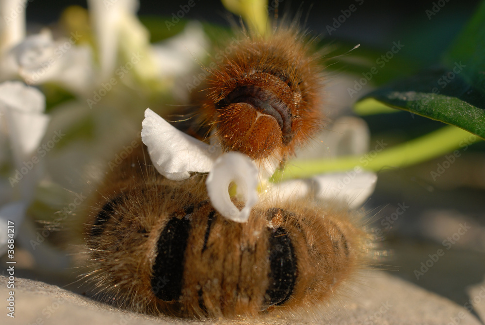 Fototapeta premium chenille de papillon et jasmin