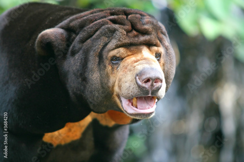 Bear