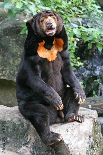 Bear