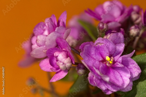 rosy violet flower with green leaf on orange background