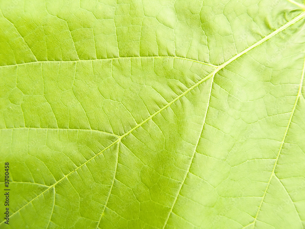 Vegetative background from green a leaf Vegetative background from green a leaf