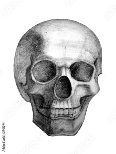 Drawn skull. View from front.