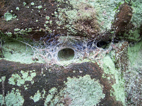 Webs made by the funnel web spider