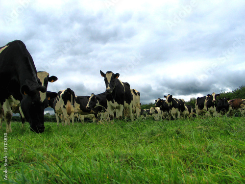 Obraz na płótnie troupeau de vaches normandes w salonie