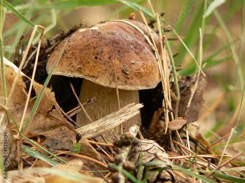 Edible boletus