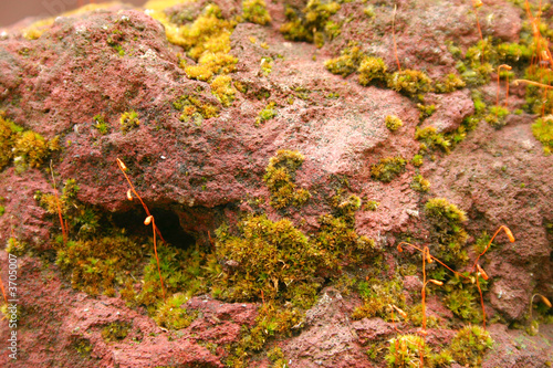 Red Rock and Moss 