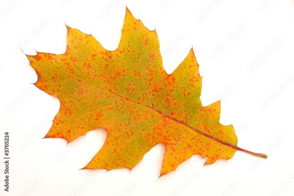 Fototapeta premium Leaf