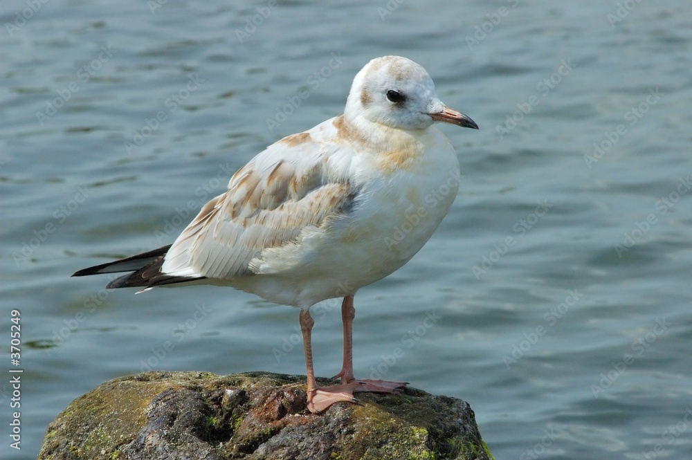 Fototapeta premium Seagull