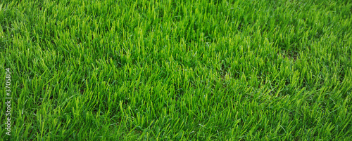 Wallpaper Mural green grass texture Torontodigital.ca