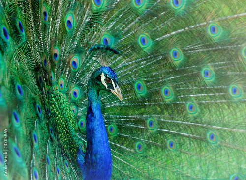 Dancing peacock