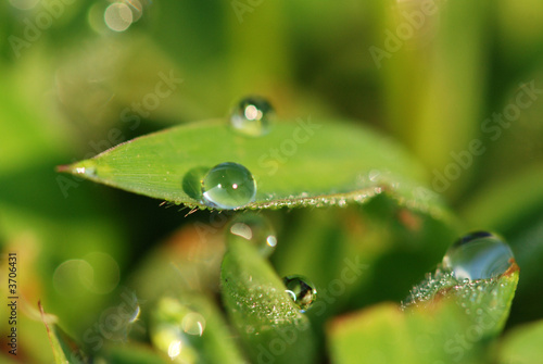 green grass and water droplets 