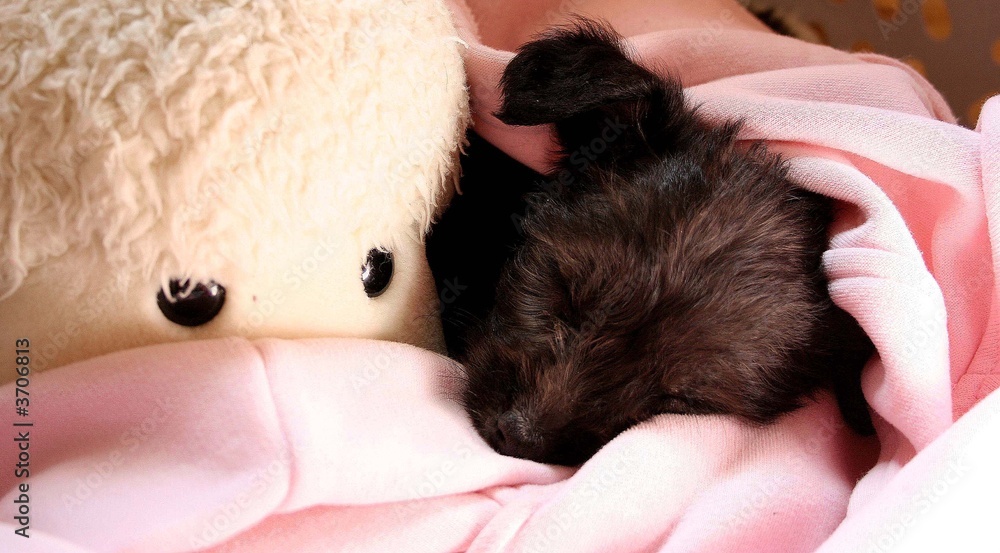 durmiendo durmiendo