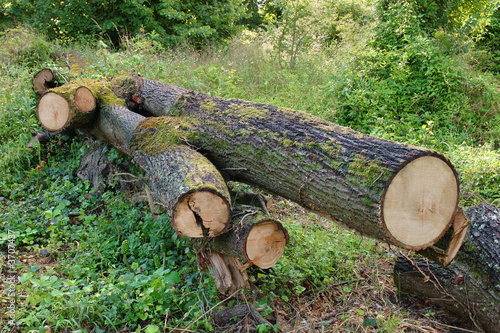 tronc d'arbre