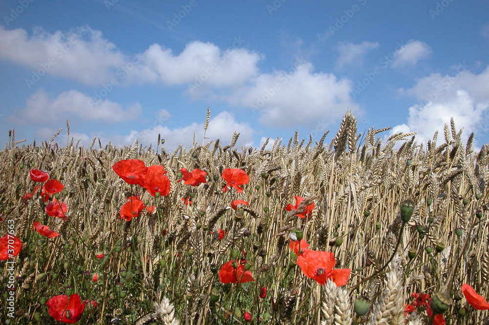 23 Best Champs De Coquelicots Images Stock Photos Vectors Adobe Stock 23 Best Champs De Coquelicots Images Stock Photos Vectors Adobe Stock