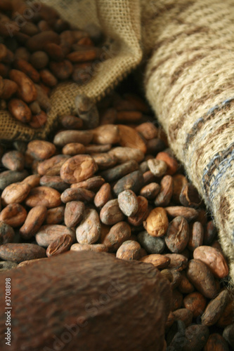 kakaofrüchte und kakabohnen