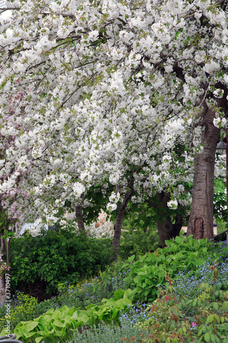 White blossom