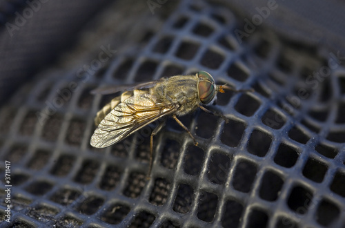 The gadfly close up on a background of a backpack
