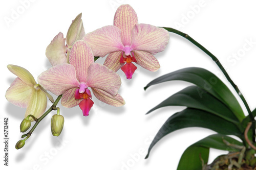 Fototapeta Naklejka Na Ścianę i Meble -  orchidée papillon