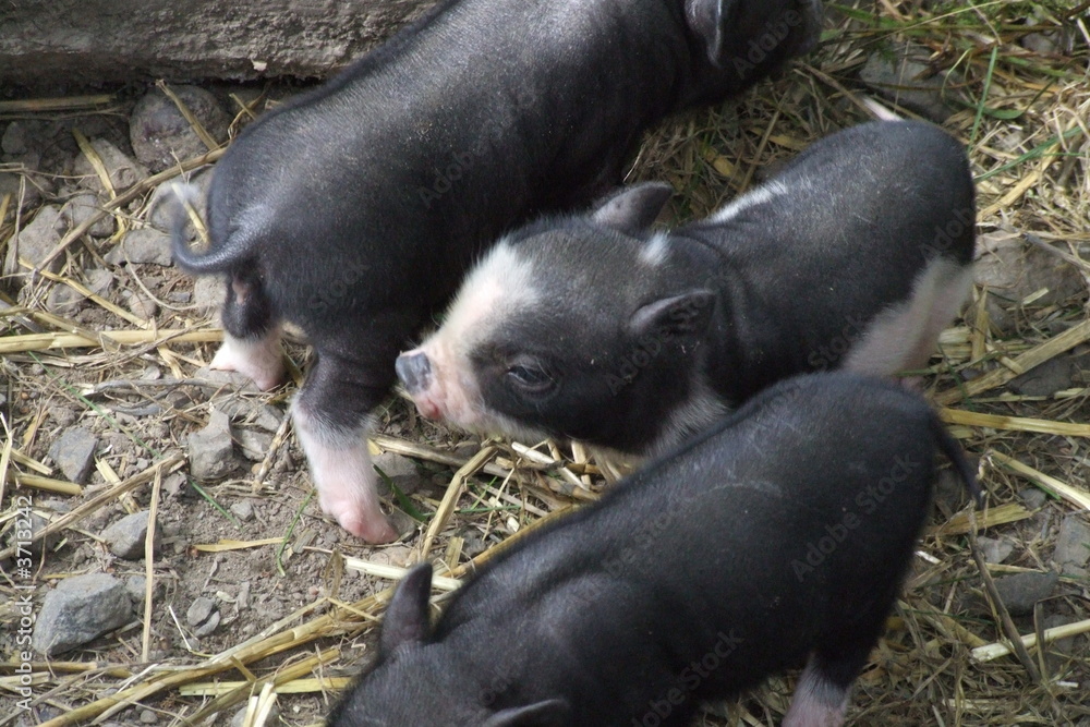 Hängebauchschweine Hängebauchschweine