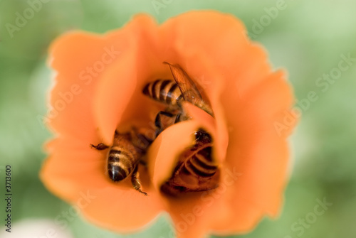 Bee in a flower photo