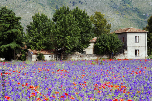 campagna fiorita photo