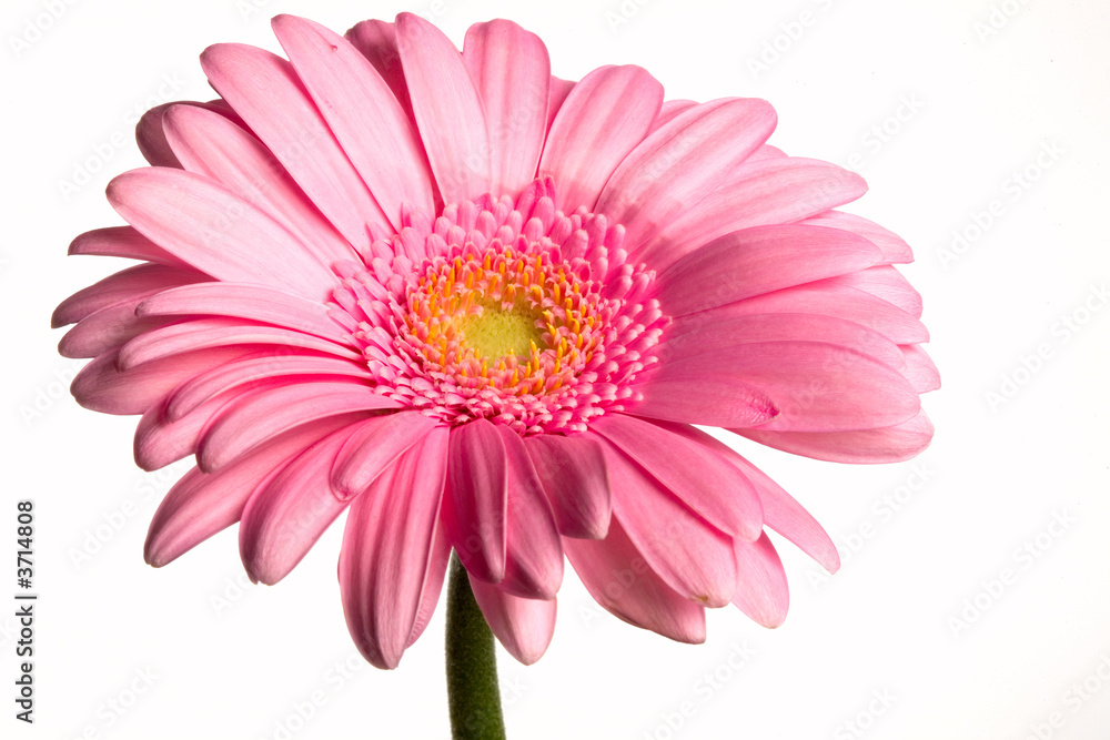 flower and drops flower and drops