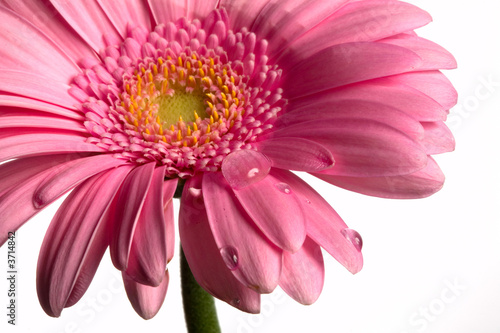 flower and drops