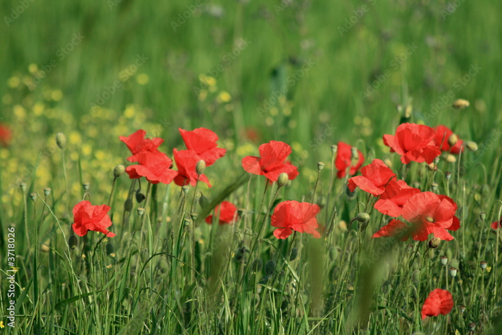 Fototapeta premium papaveri