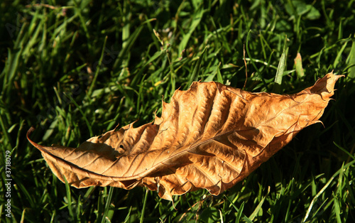 leaf 0037