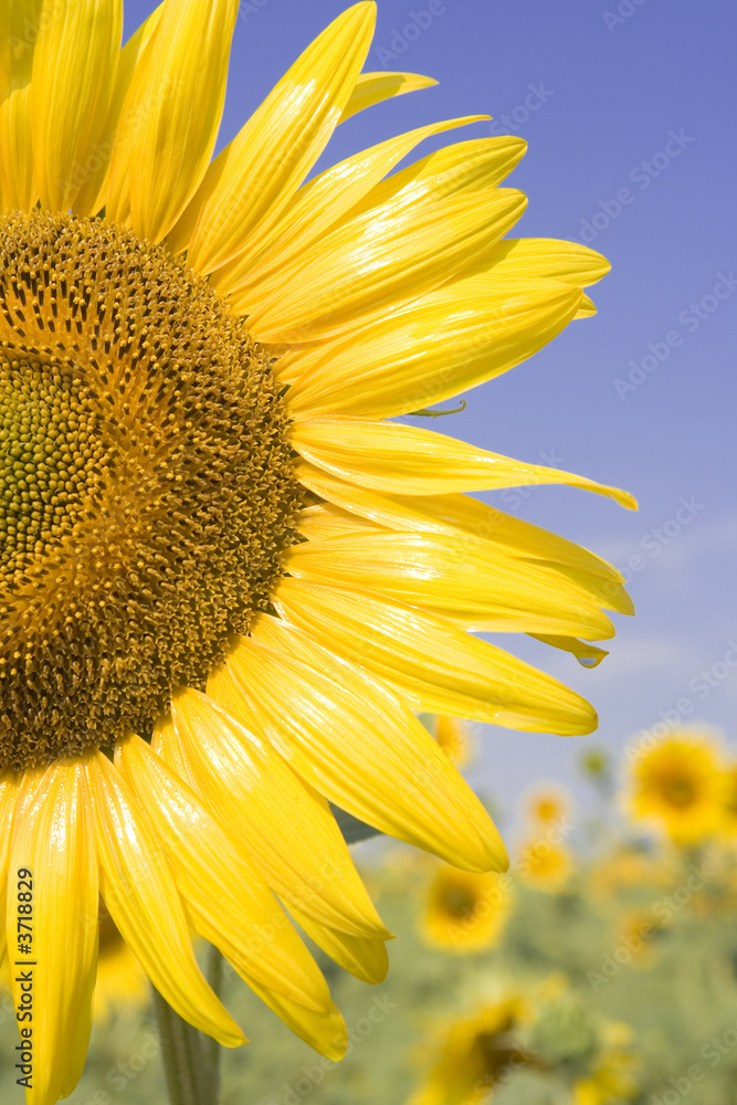 Naklejka premium sunflower