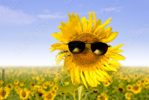 sunflower in sunglasses