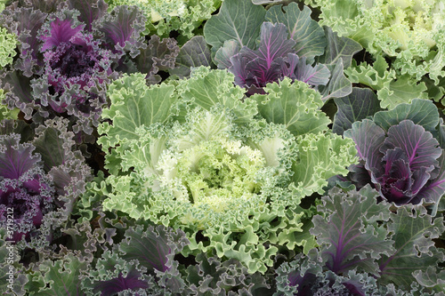 Bed of ornamental cabbage, or kale