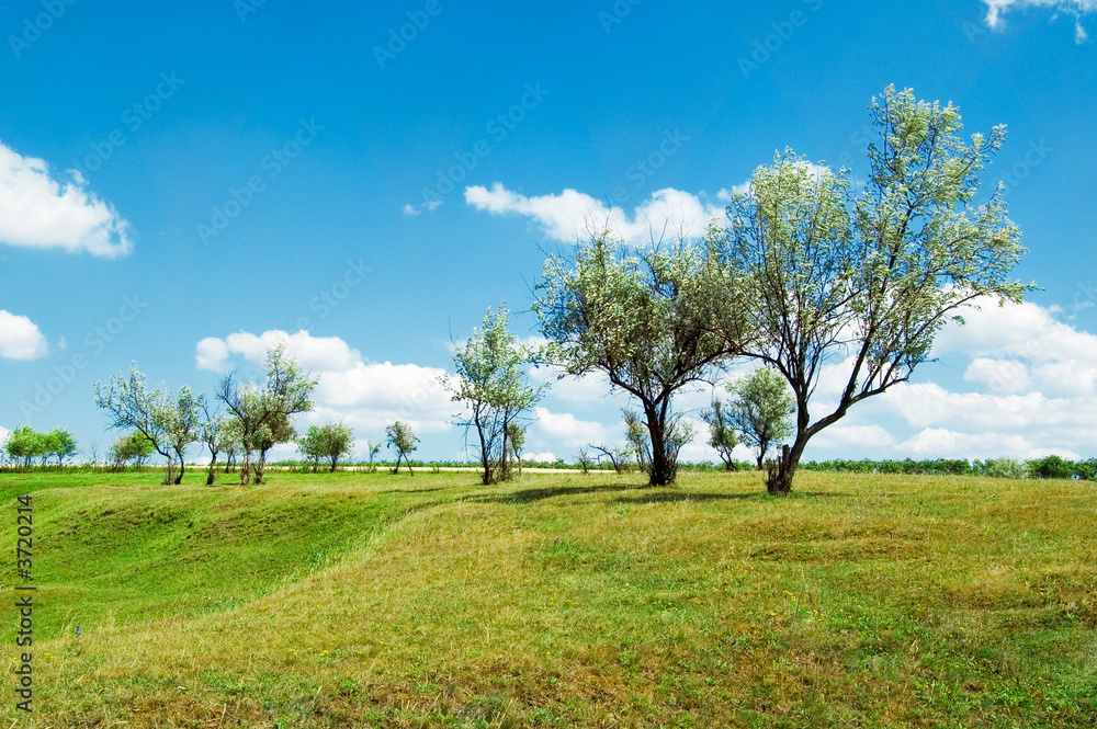 The tree, pasture and blue sky.