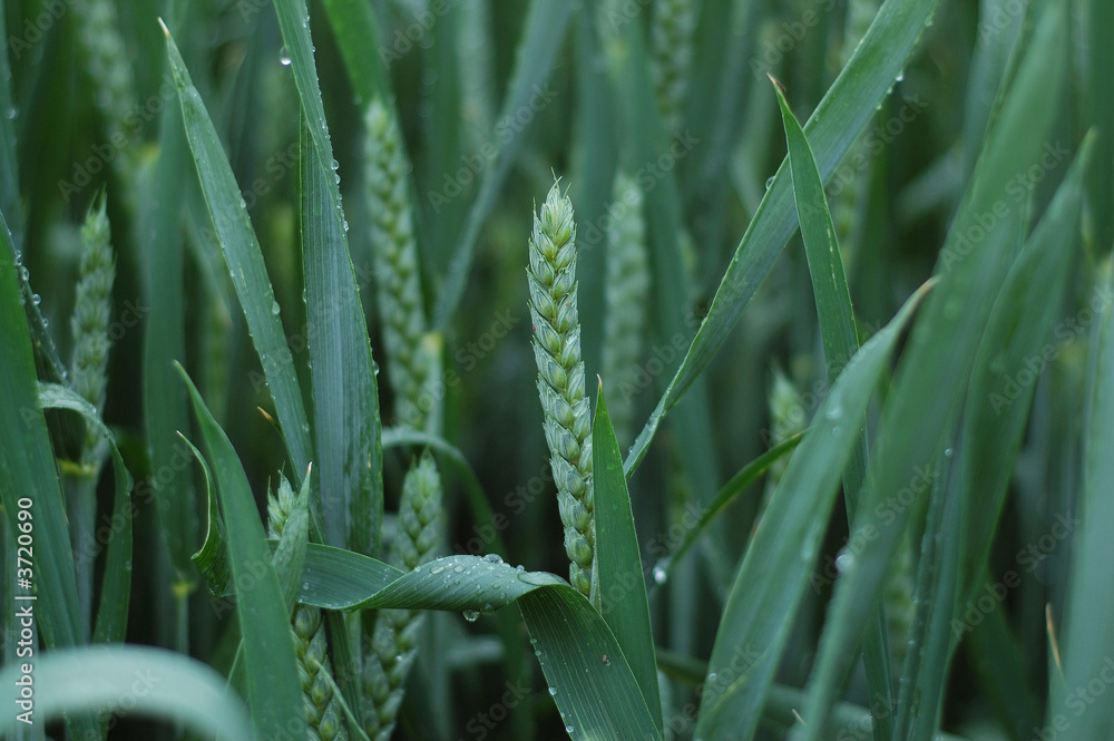 Obraz premium weizen