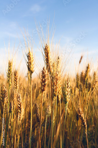 wheat ears close-up in a field