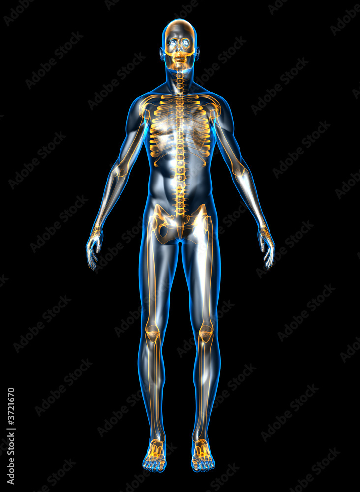Anatomie Anatomie