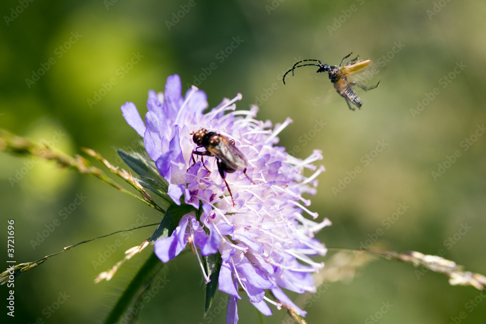 Landing of an insect to a flower Landing of an insect to a flower