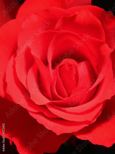 Wallpaper Mural Rosa Torontodigital.ca