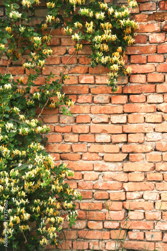 old rustic bricks wall partially covered with plants
