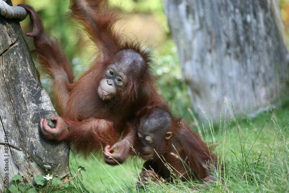 Naklejka premium Two young orang utan babies playing together in the zoo