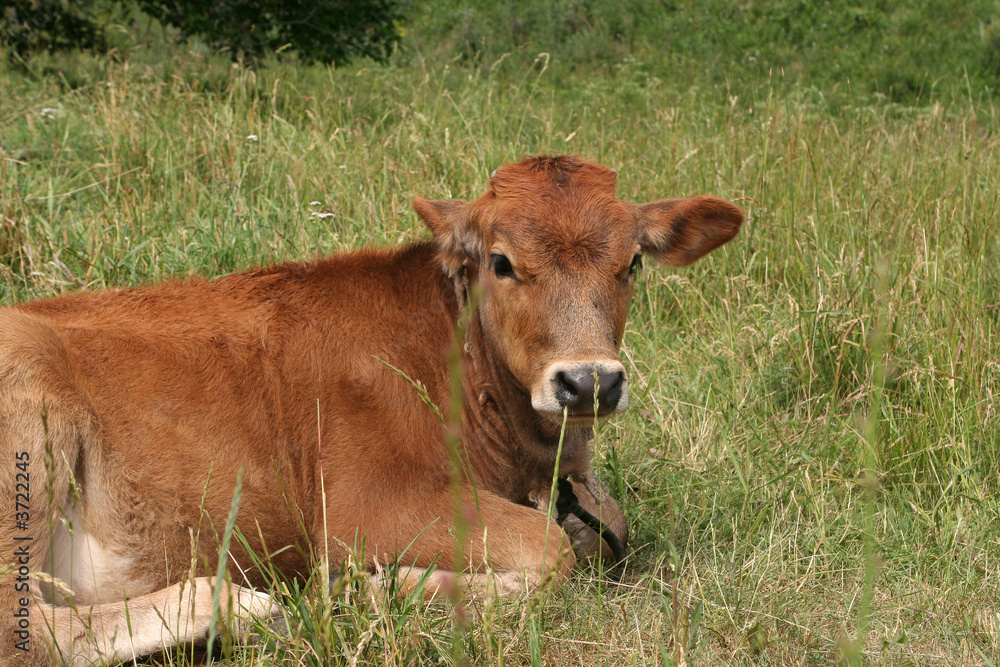 cow