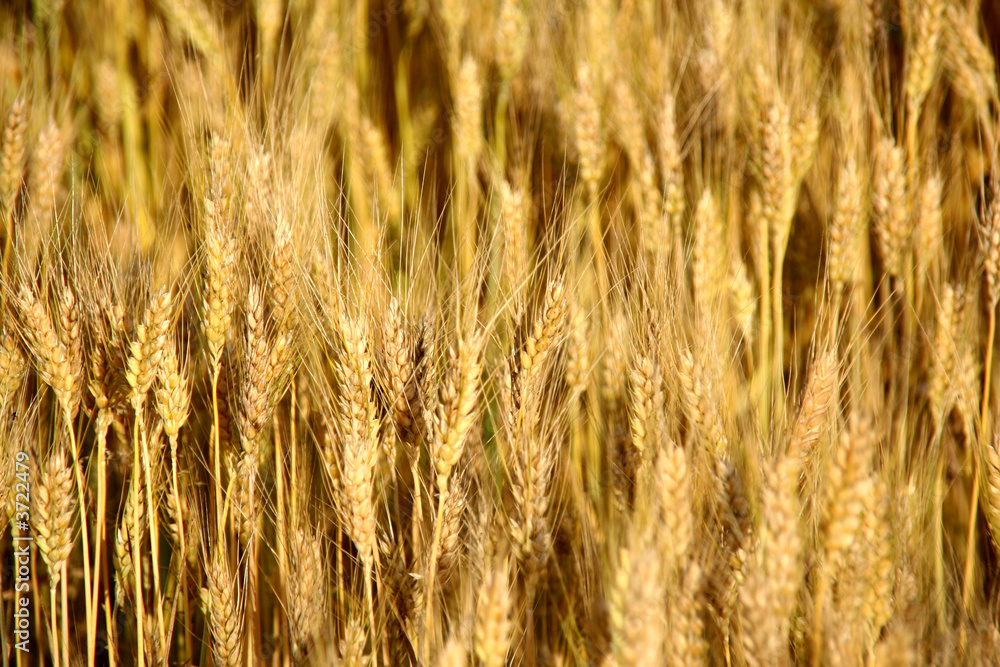 wheat ears close-up in a field wheat ears close-up in a field