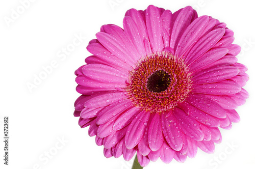 Close up image of gerbera with white background